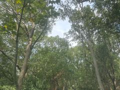 -上海佘山国家森林公园天马山园