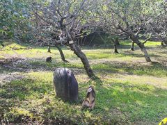 -苏州上方山国家森林公园