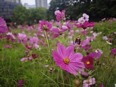 -金鸡山公园