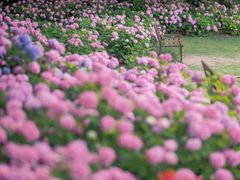 -上海滨江森林公园