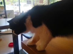 -平行世界·猫咖(首经贸店)
