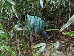 -武陵山森林公园