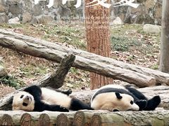 -都江堰中华大熊猫苑