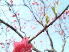 -南国桃园旅游度假区