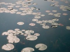 -白鹭湾湿地公园