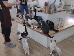 -李小姐の猫咖啡馆(五角场店)