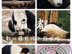 -都江堰中华大熊猫苑