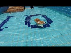 -趣玩宠物乐园寄养训犬训狗游泳池