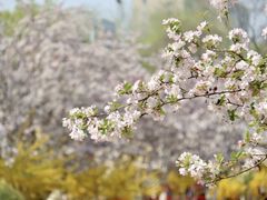 -海棠花溪(元大都城垣遗址公园)