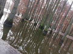 -池杉湖湿地公园