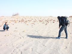 -金塔沙漠胡杨林景区
