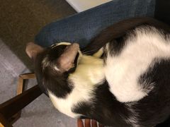 -猫色咖啡·猫咖