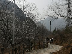景点-大岭沟猕猴桃谷风景区