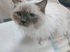 -动物缘宠物医院·骨科·猫科(西二环店)