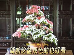 -上海醉白池公园