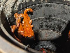 -宜良狗街老杨烤鸭店