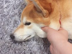 -柴务处·柴犬主题狗咖