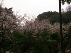 -武汉大学-樱园