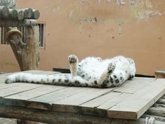 -青藏高原野生动物园