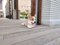 -特一安24小时宠物医院·骨科·中兽医