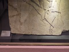 -陕西自然博物馆