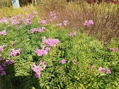 -梧桐山风景名胜区