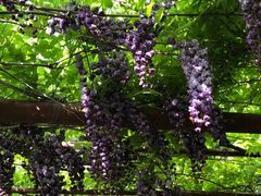 -嘉定紫藤园