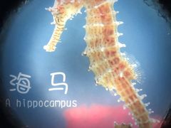 -福州罗源湾海洋世界旅游区