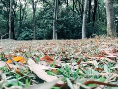 -中国科学院华南植物园
