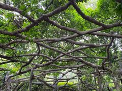 -广西壮族自治区药用植物园