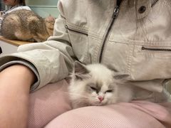 -有喵·猫咖·狗咖·30几只猫10只小狗(岗厦店)