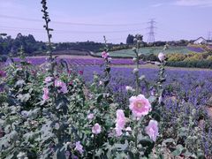 -紫颐香薰山谷景区
