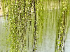 -上海辰山植物园