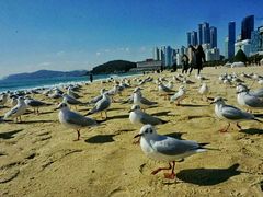 -海云台海滩