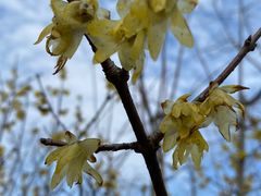 -顾村公园