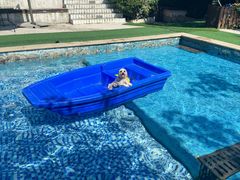 -汪说喵讲宠物乐园宠物酒店(红星美凯龙店)