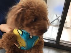 -爱侣宠医·鹦鹉专科·小型哺乳类·异宠专科(灵石路店)