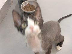 -琪喵猫屋·撸猫猫咖·猫舍