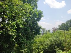 -南山植物园