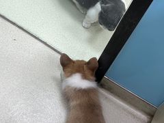 -宠颐生·都会宠物医院