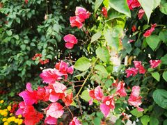 -白云山风景名胜区