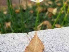 -广东圆玄道观