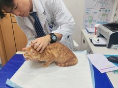 -博特宠物医院24h犬猫全科.骨科·异宠