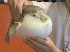 -肆月河豚·淮扬菜·湘菜(华天店)