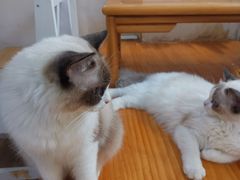 -李小姐の猫咖啡馆(五角场店)