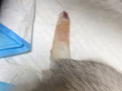 -关爱动物医院·心脏·中兽医·异宠(金牛路分院)