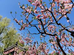 -莲花池公园