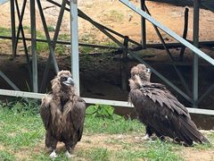 -西霞口神雕山野生动物世界