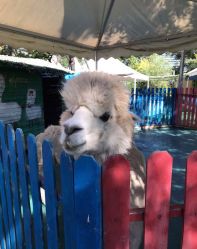 -萌宠亲子动物乐园(槐房万达店)