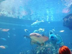 -迪拜帆船酒店海底餐厅